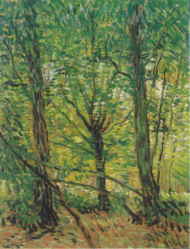 Vincent Van Gogh Trees and Undergrowth